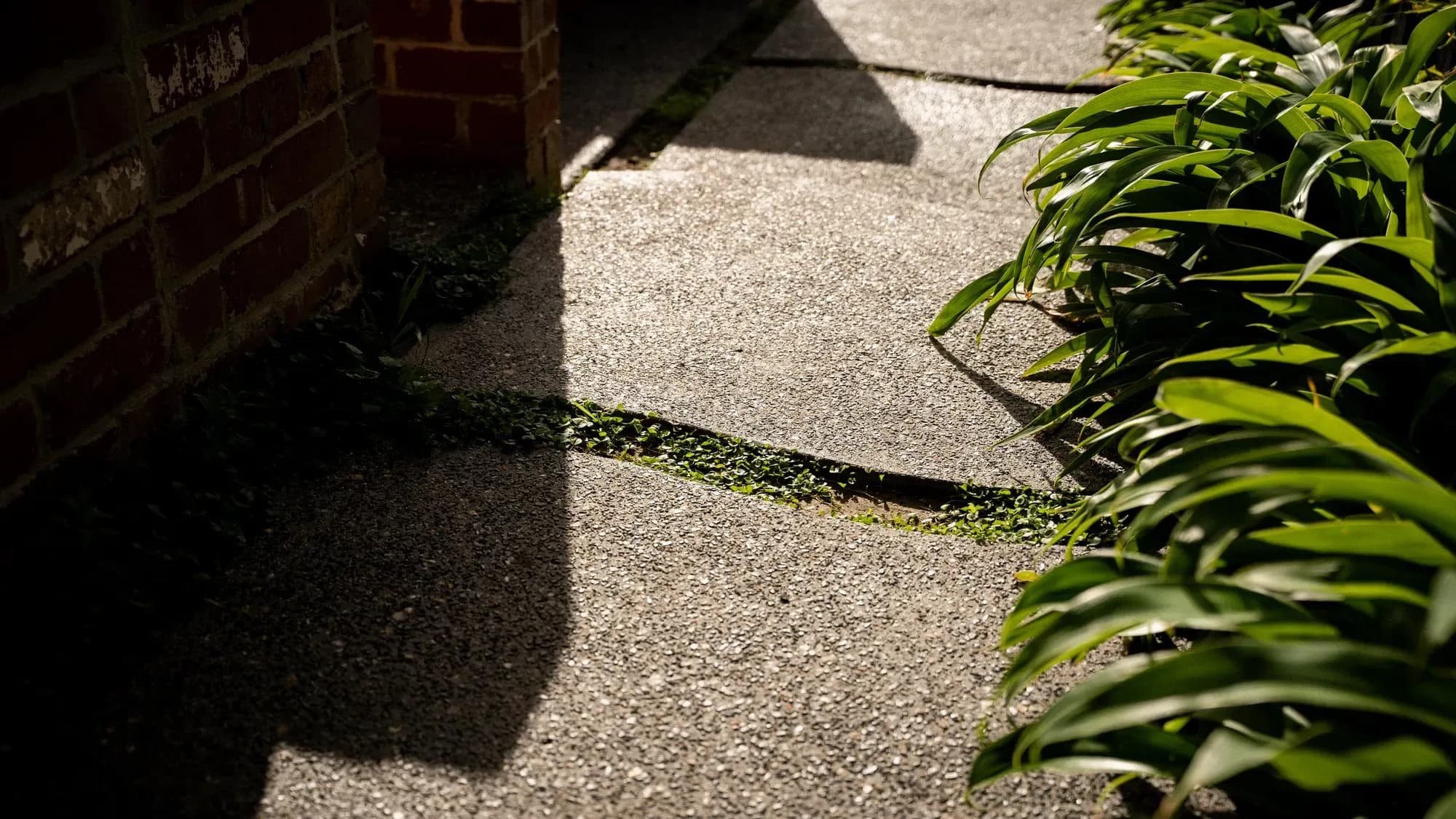 A gravel path beside the brick wall, planting throwing shadows across it