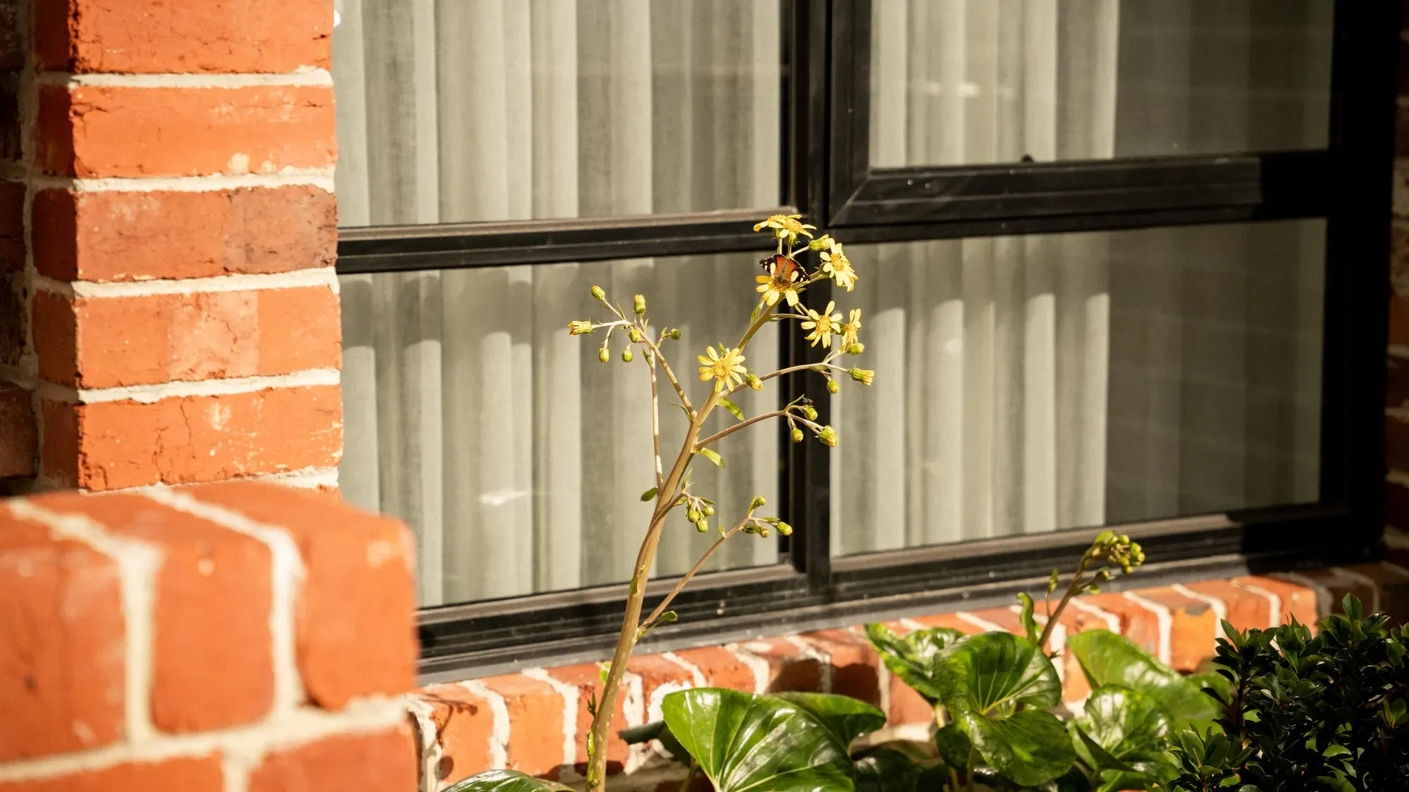 Red brick and a black window frame behind a yellow flowering shrub