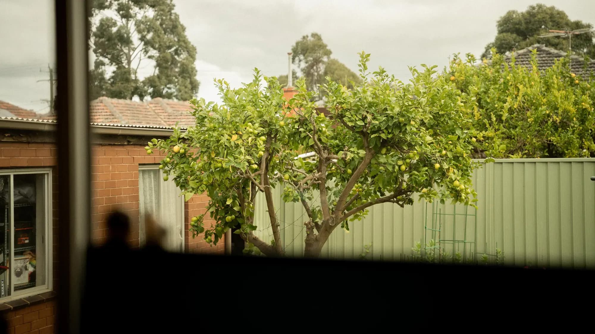 The back garden through the window, a fruit tree over the fence