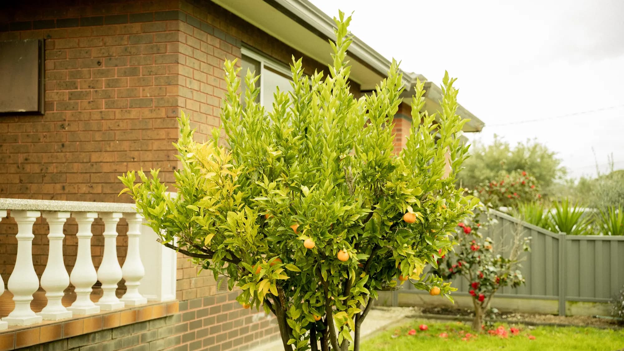 A citrus tree beside the brick wall and white balustrade