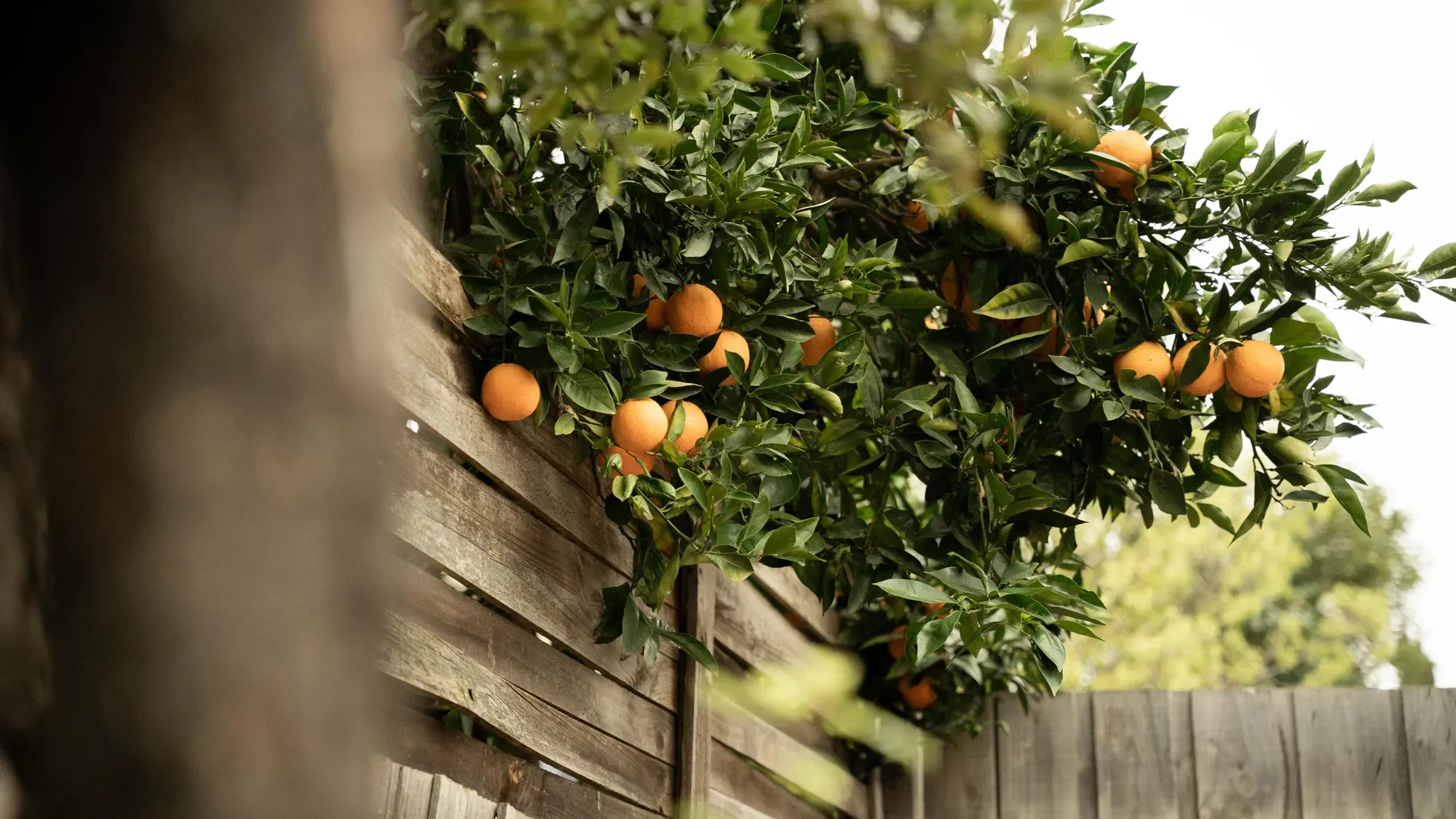 An orange tree hanging over the back fence