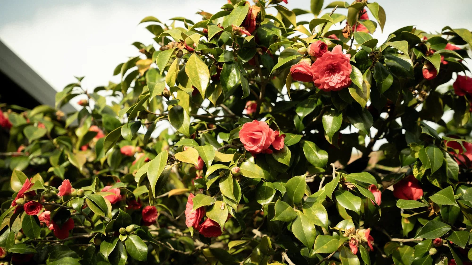 A red camellia in full flower beside the eaves